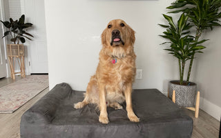 How to Acclimate a Dog to a New Dog Bed: The Ultimate Guide