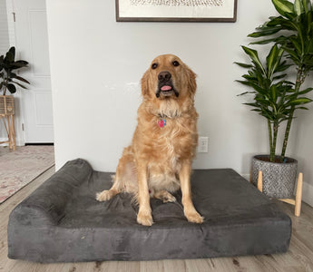How to Acclimate a Dog to a New Dog Bed: The Ultimate Guide