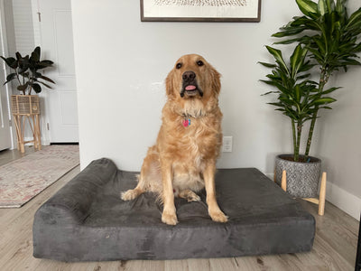 How to Acclimate a Dog to a New Dog Bed: The Ultimate Guide