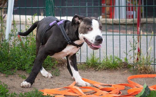 3 Ways to Help Your Dog Overcome Fear of Nail Grooming