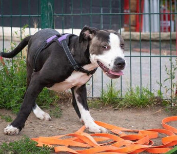 3 Ways to Help Your Dog Overcome Fear of Nail Grooming