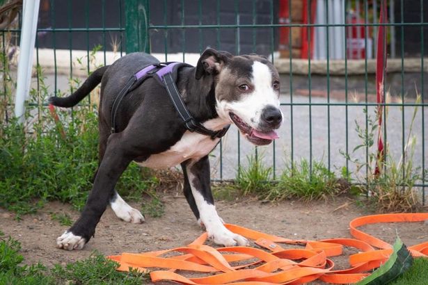 3 Ways to Help Your Dog Overcome Fear of Nail Grooming