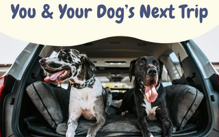 Top 10 Travel Essentials for You & Your Dog’s Next Trip