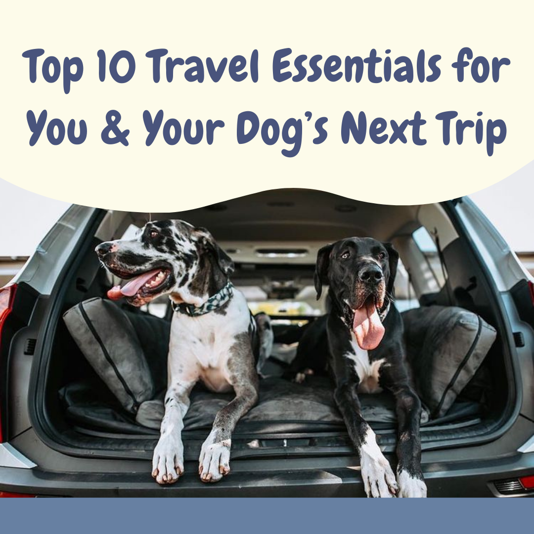 Top 10 Travel Essentials for You & Your Dog’s Next Trip