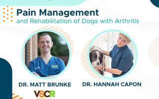 Pain Management and Rehabilitation of Dogs with Arthritis  | Arthritis Awareness Week Day 4 | Dr. Hannah Capon and Dr. Matt Brunke