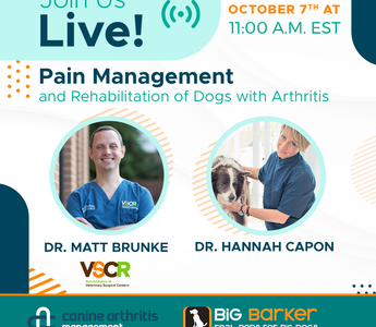 Pain Management and Rehabilitation of Dogs with Arthritis  | Arthritis Awareness Week Day 4 | Dr. Hannah Capon and Dr. Matt Brunke