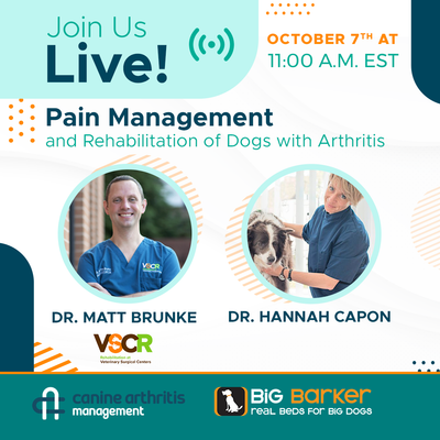 Pain Management and Rehabilitation of Dogs with Arthritis  | Arthritis Awareness Week Day 4 | Dr. Hannah Capon and Dr. Matt Brunke