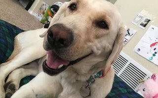 24 Labradors We Love
