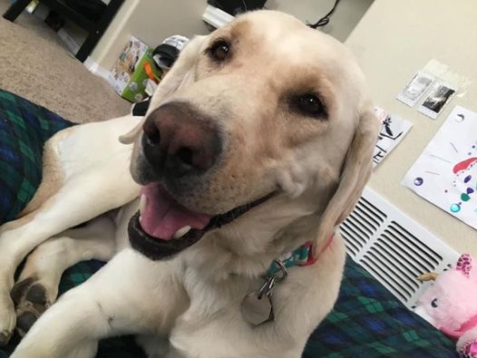 24 Labradors We Love