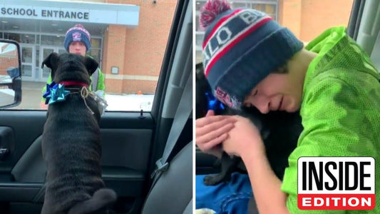 14-Year-Old Gets The Best Early Christmas Present When Missing Dog Returns Home