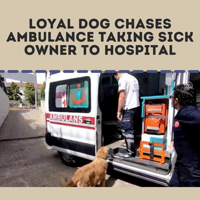 Loyal Dog Chases Ambulance Taking Sick Owner to Hospital