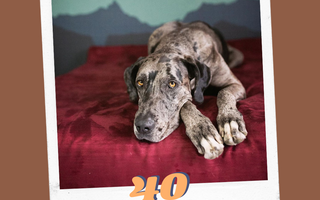 40 Sweet Great Danes