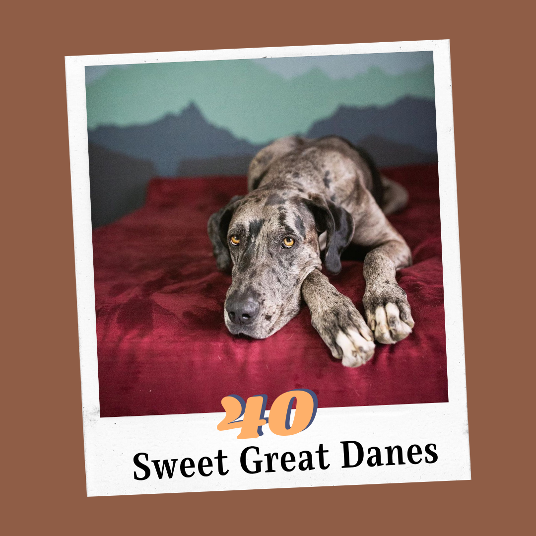 40 Sweet Great Danes