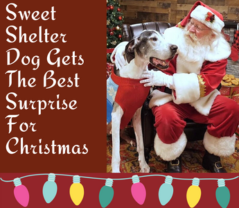 Sweet Shelter Dog Gets The Best Surprise For Christmas