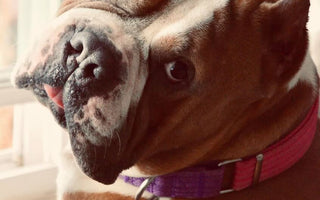 Dog's Hilariously Honest Adoption Post Helps Him Find Forever Home