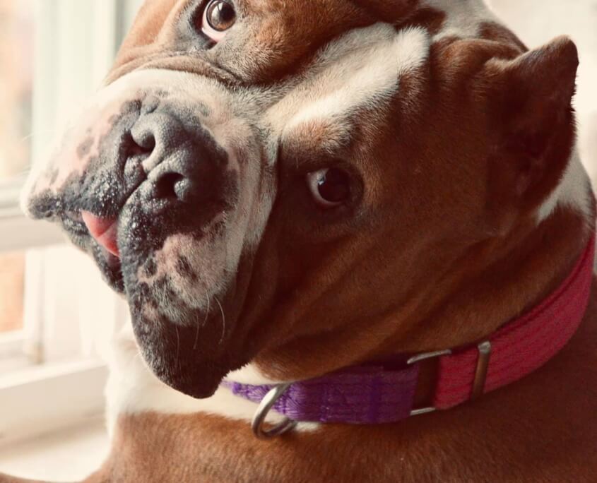 Dog's Hilariously Honest Adoption Post Helps Him Find Forever Home