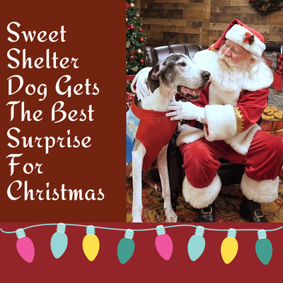 Sweet Shelter Dog Gets The Best Surprise For Christmas