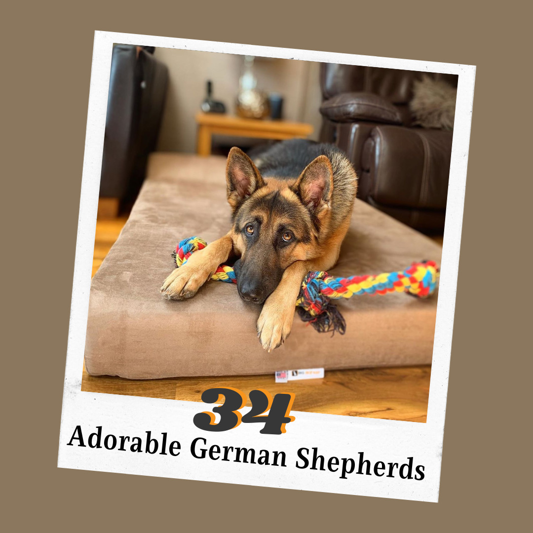 34 Adorable German Shepherds