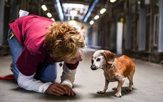 18-Year-Old Blind Dog Meets Her First Person At The Shelter And Refuses To Let Go