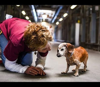 18-Year-Old Blind Dog Meets Her First Person At The Shelter And Refuses To Let Go