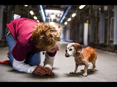 18-Year-Old Blind Dog Meets Her First Person At The Shelter And Refuses To Let Go