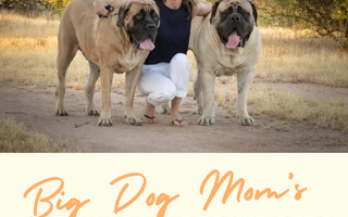 Big Dog Mom’s In-Depth Video Review of Big Barker Beds