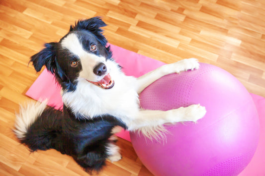 10 Tips for Relieving Your Dog's Arthritis Pain