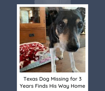 Texas Dog Missing for 3 Years Finds His Way Home