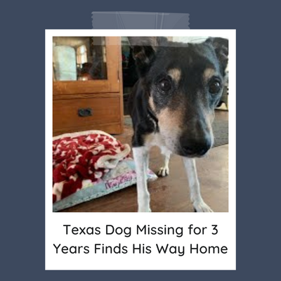 Texas Dog Missing for 3 Years Finds His Way Home