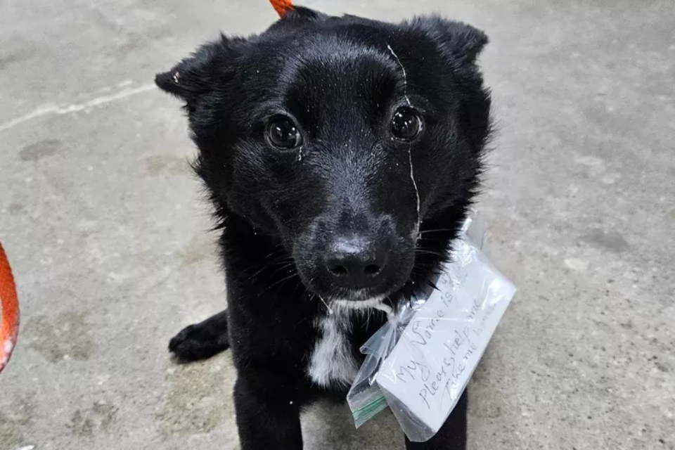 Dog Abandoned in Parking Lot with Note Tied to Collar Finds New Home