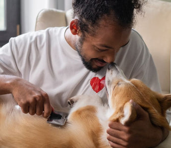 Dog getting brushed by owner
