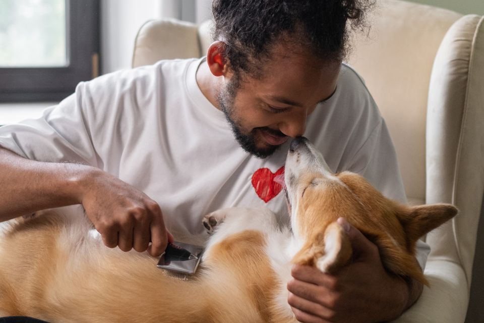 Dog getting brushed by owner