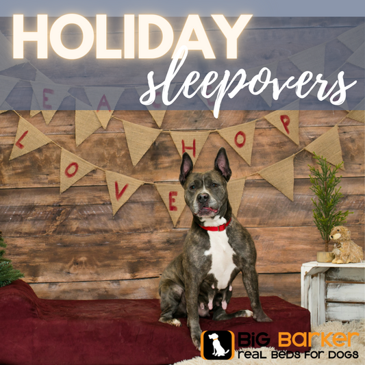 2021 Holiday Sleepovers with the BVSPCA!