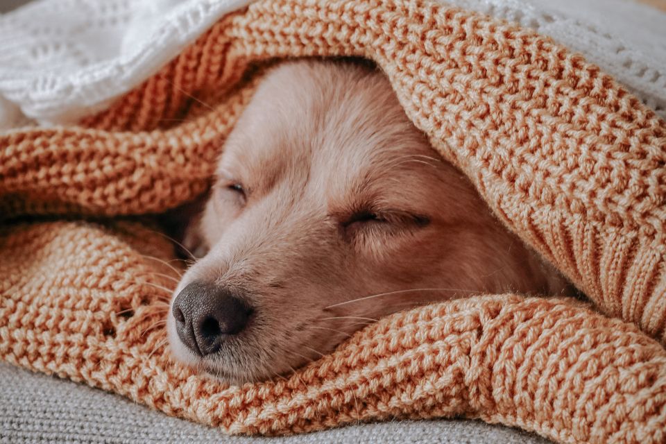 a dog resting on and covered by a cozy blanket