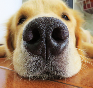 How to Manage Your Dog’s Seasonal Allergies for Better Comfort