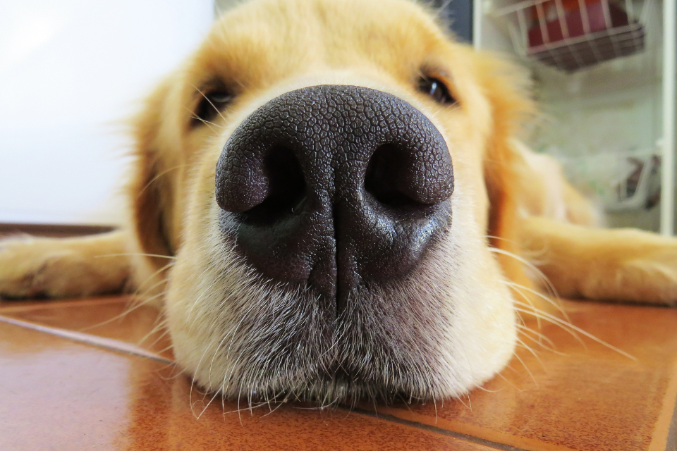 How to Manage Your Dog’s Seasonal Allergies for Better Comfort