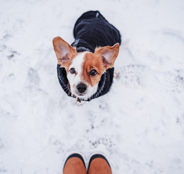 Dog in snow looking up at owner 