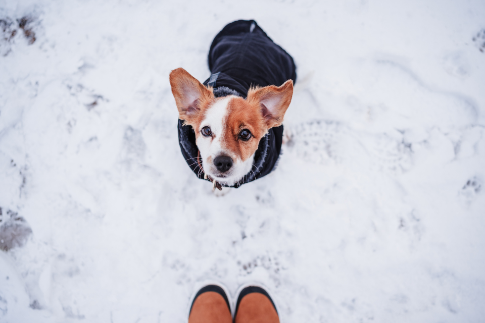 Dog in snow looking up at owner 