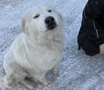 Dog sitting and smiling