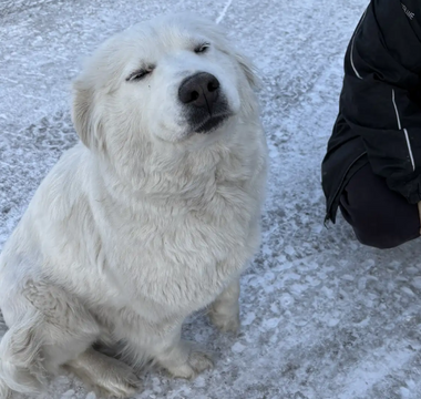 Dog sitting and smiling