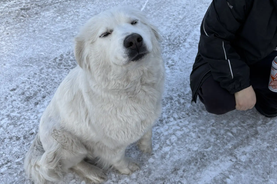 Dog sitting and smiling