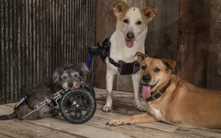Two-Legged Therapy Dogs Provide Hope to Recent Amputees