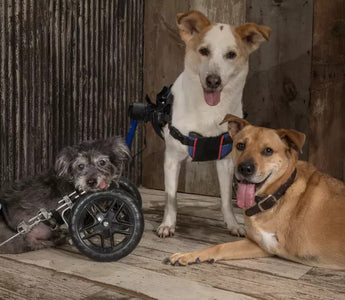 Two-Legged Therapy Dogs Provide Hope to Recent Amputees
