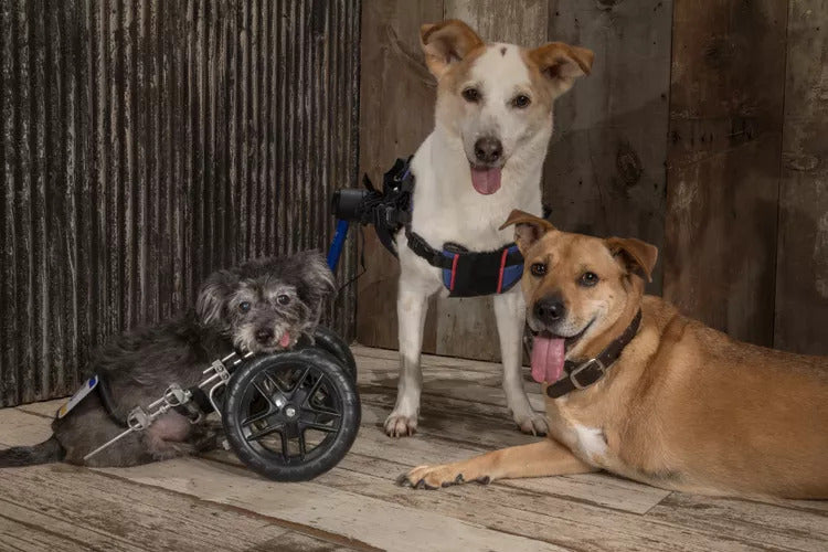 Two-Legged Therapy Dogs Provide Hope to Recent Amputees