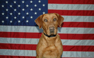 Paws of Honour "Roxie"
