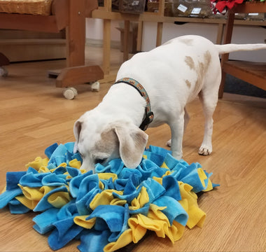 Dog Enrichment Ideas: Fun Activities to Keep Your Dog entertained