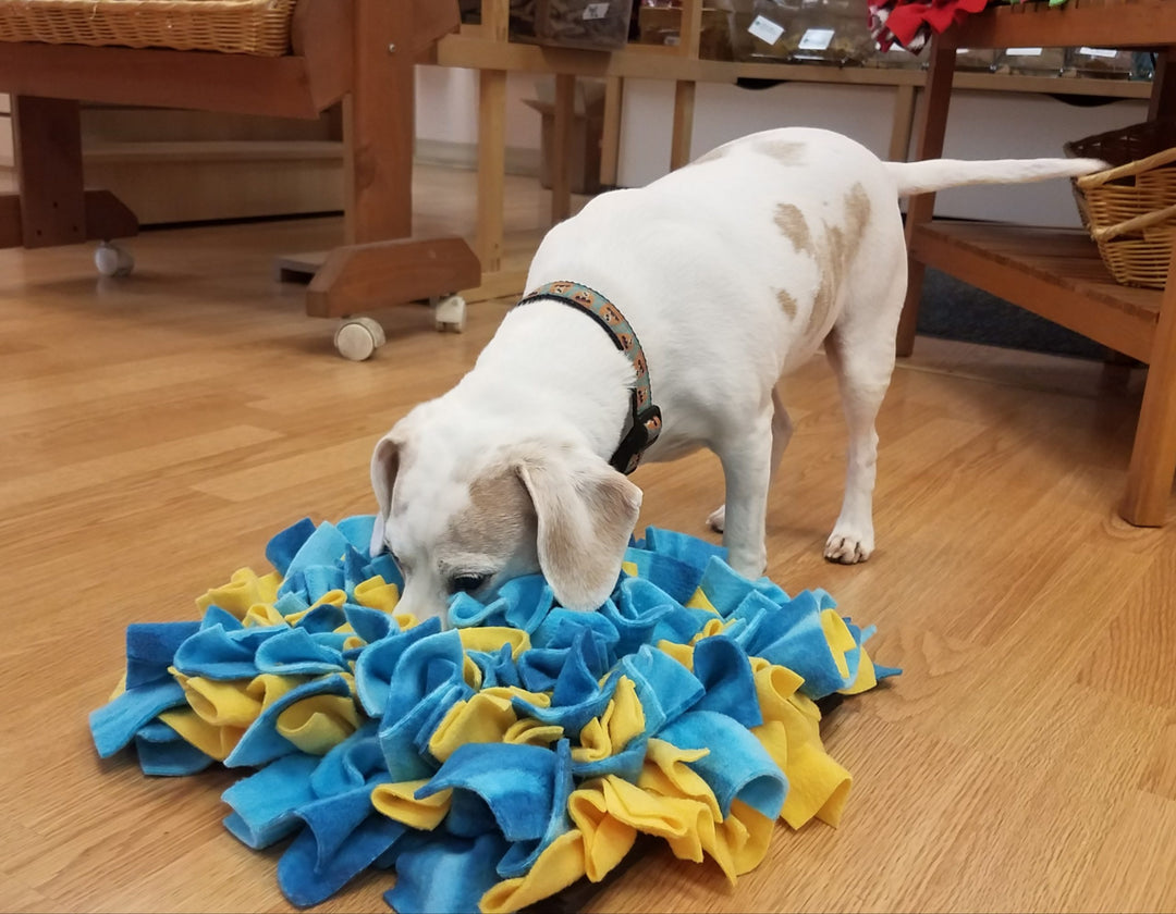 Dog Enrichment Ideas: Fun Activities to Keep Your Dog entertained