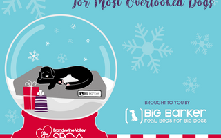 Holiday Sleepovers with the BVSPCA!