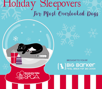 Holiday Sleepovers with the BVSPCA!
