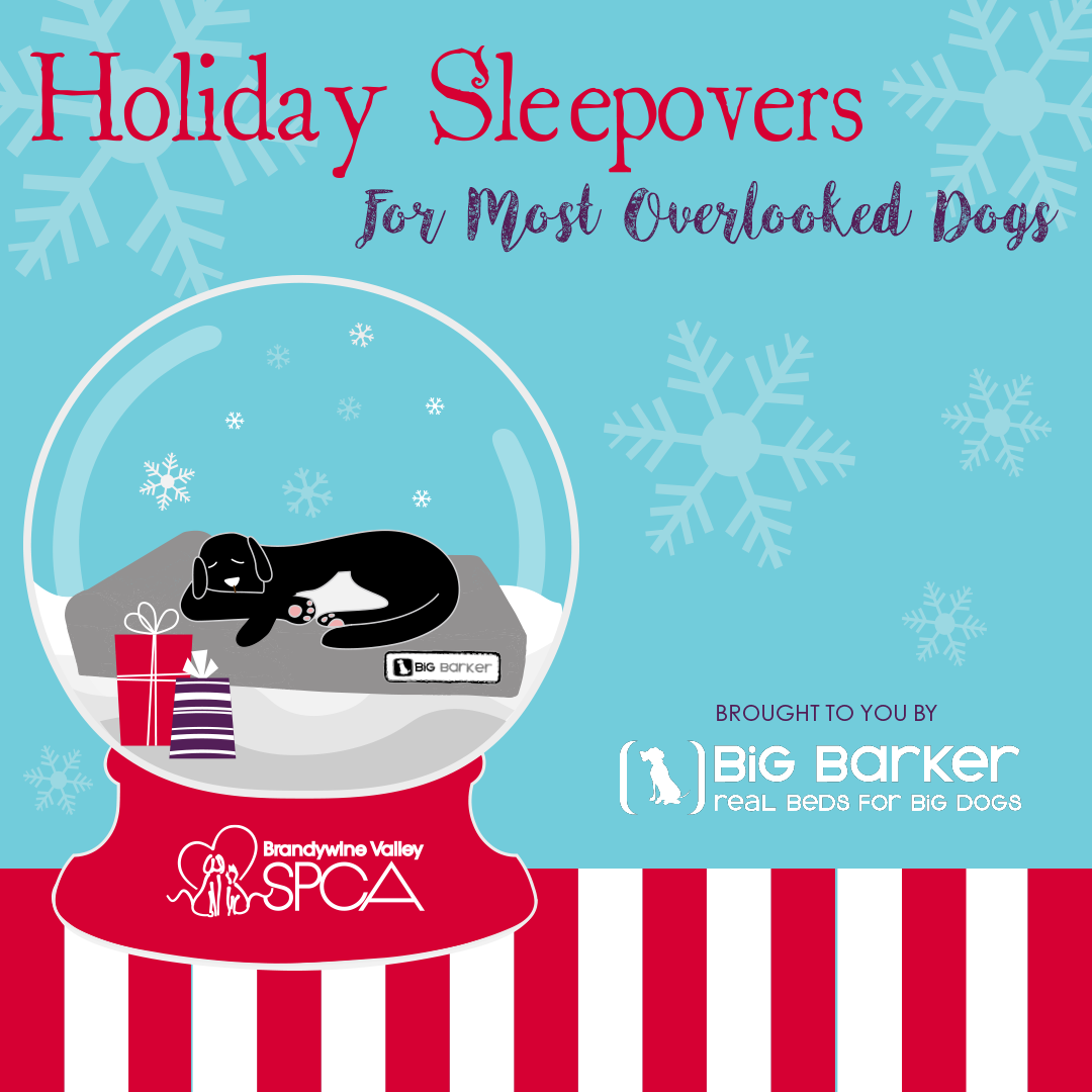 Holiday Sleepovers with the BVSPCA!
